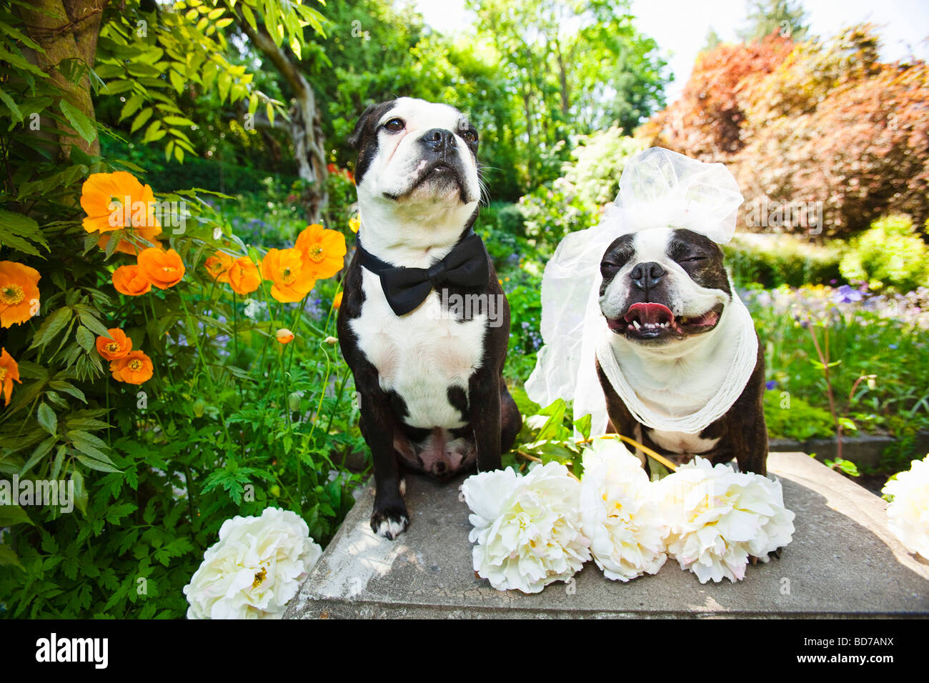 Boston terrier bride and groom Stock Photo Alamy