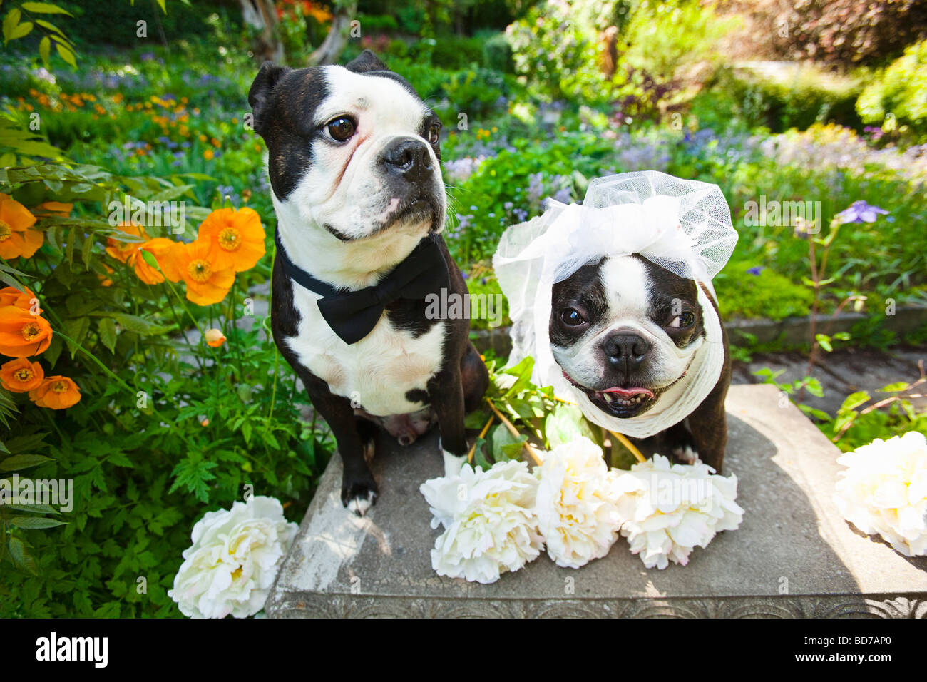 Boston terrier bride and groom Stock Photo Alamy