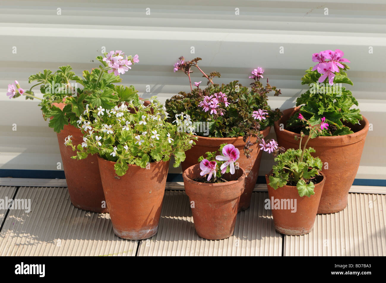 Geraniums in pots hires stock photography and images Alamy