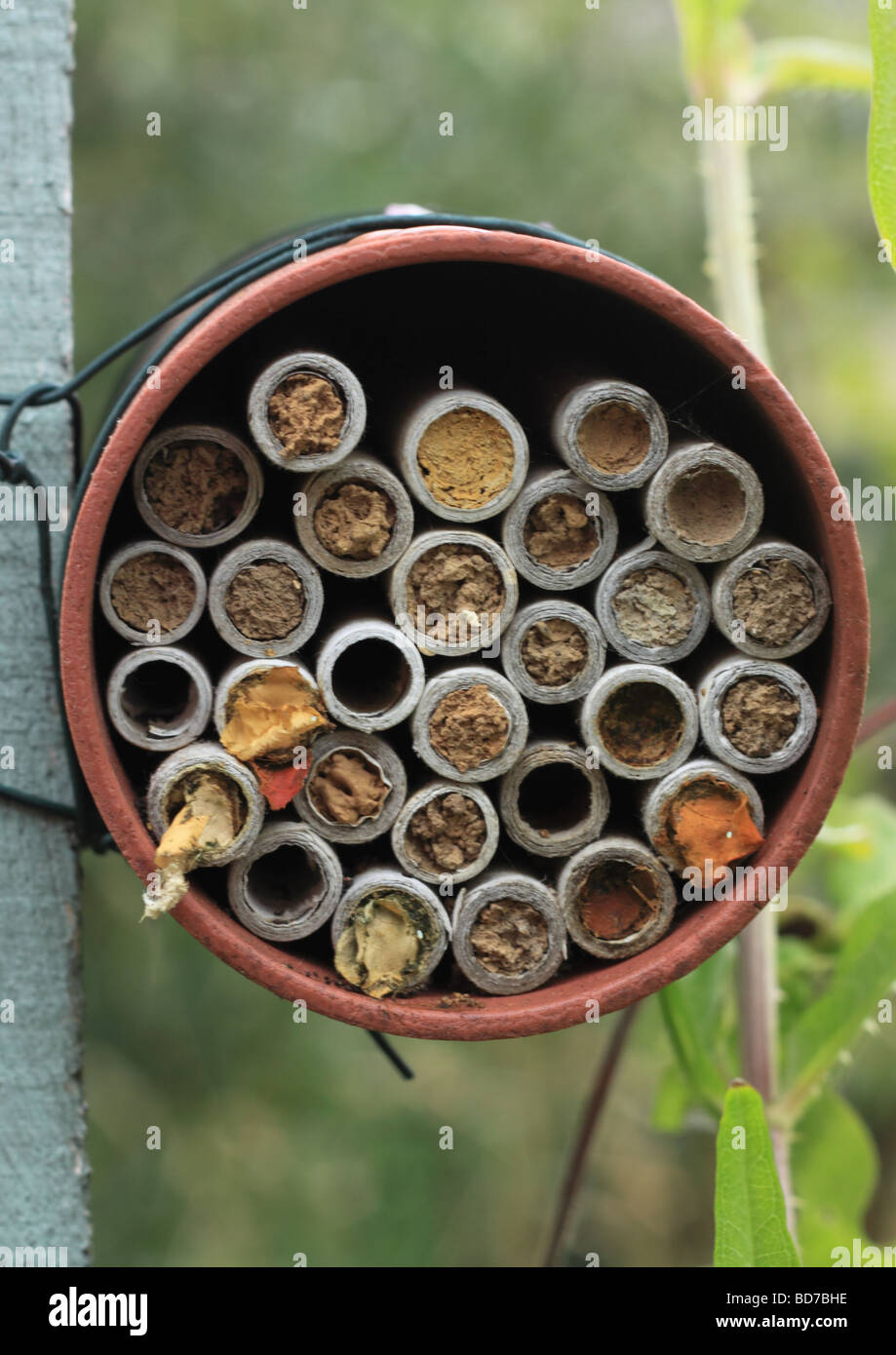Mason Bee Nest Stock Photos & Mason Bee Nest Stock Images Alamy