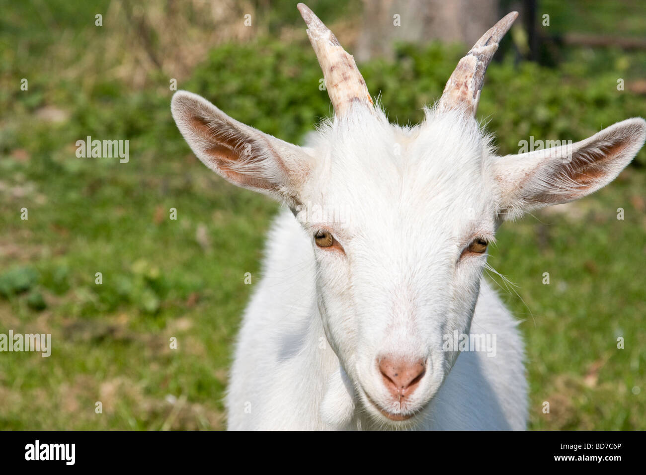 Close portrait of a young domestic goat, Burgundy France Stock Photo