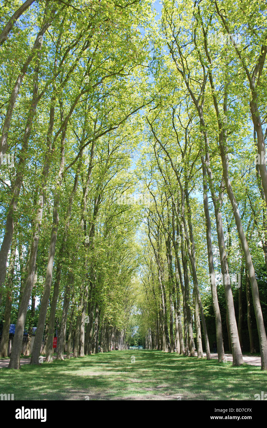France Versailles The Gardens of the palace of Versailles Stock Photo