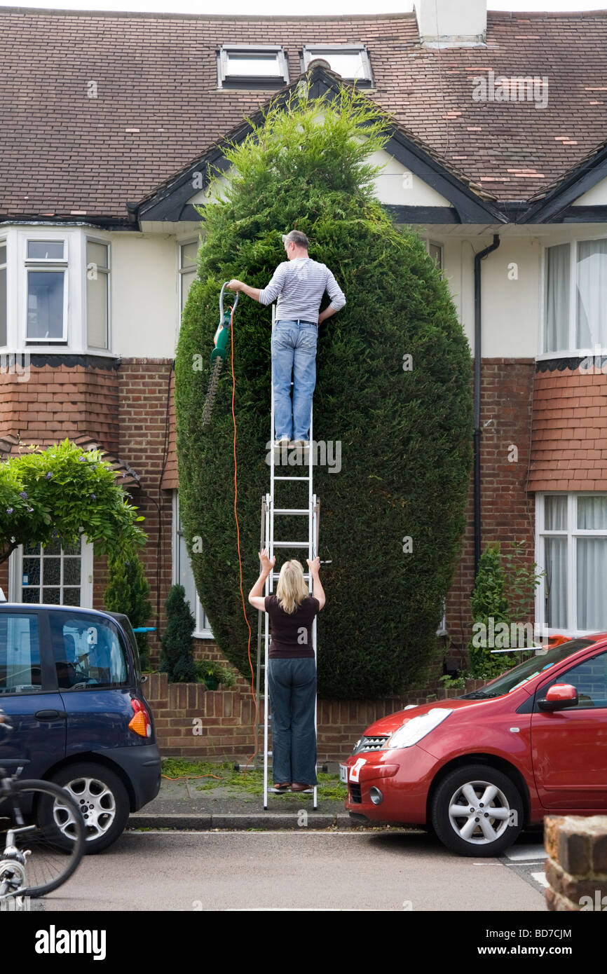 Man trimming a large, high, conifer tree, from a tall ladder. A woman is helping to brace the ladder for safety. Stock Photo
