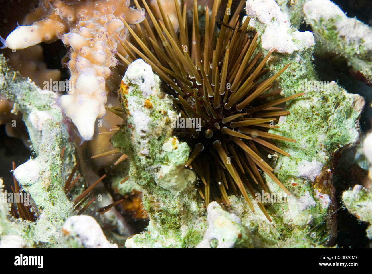 Sea urchin (Echinometra mathaei) Stock Photo