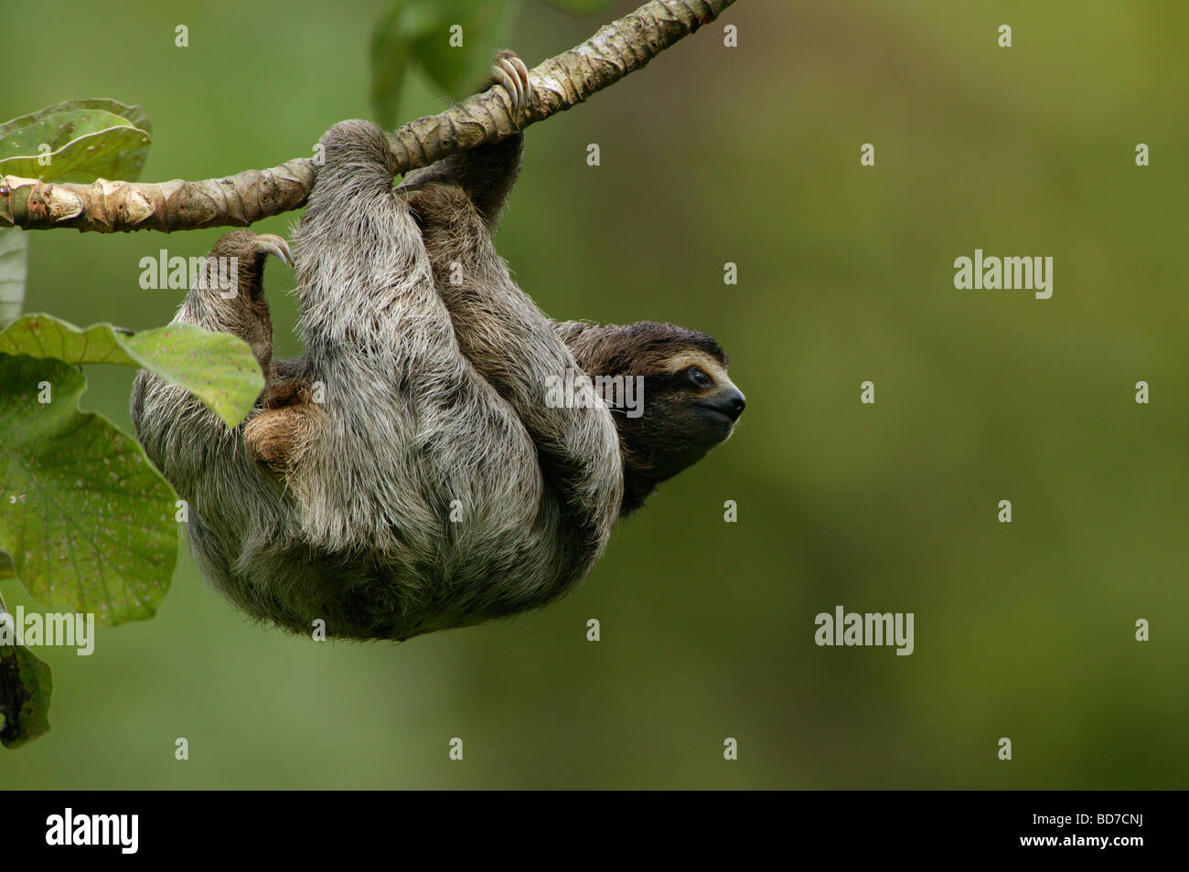 Three-toed Sloth, Bradypus variegatus, in the 265 hectares rainforest Metropolitan park, Panama City, Republic of Panama. Stock Photo