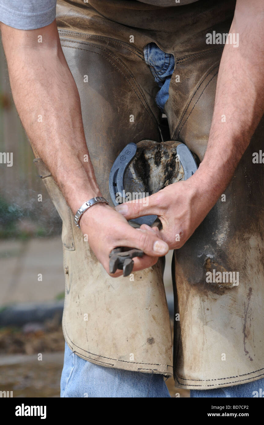 Farrier fitting a horse shoe hires stock photography and images Alamy