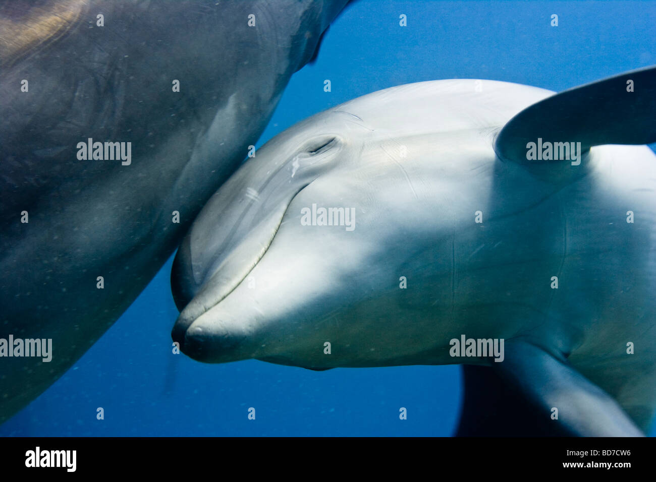 Dolphin reef, Eilat, Israel Stock Photo