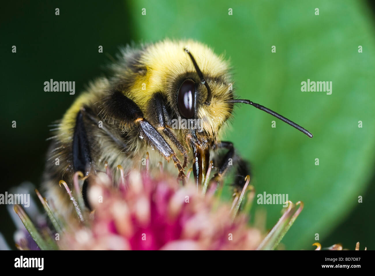 Male Small Heath Bumblebee (Bombus jonellus) feeding on a Burdock flower Stock Photo