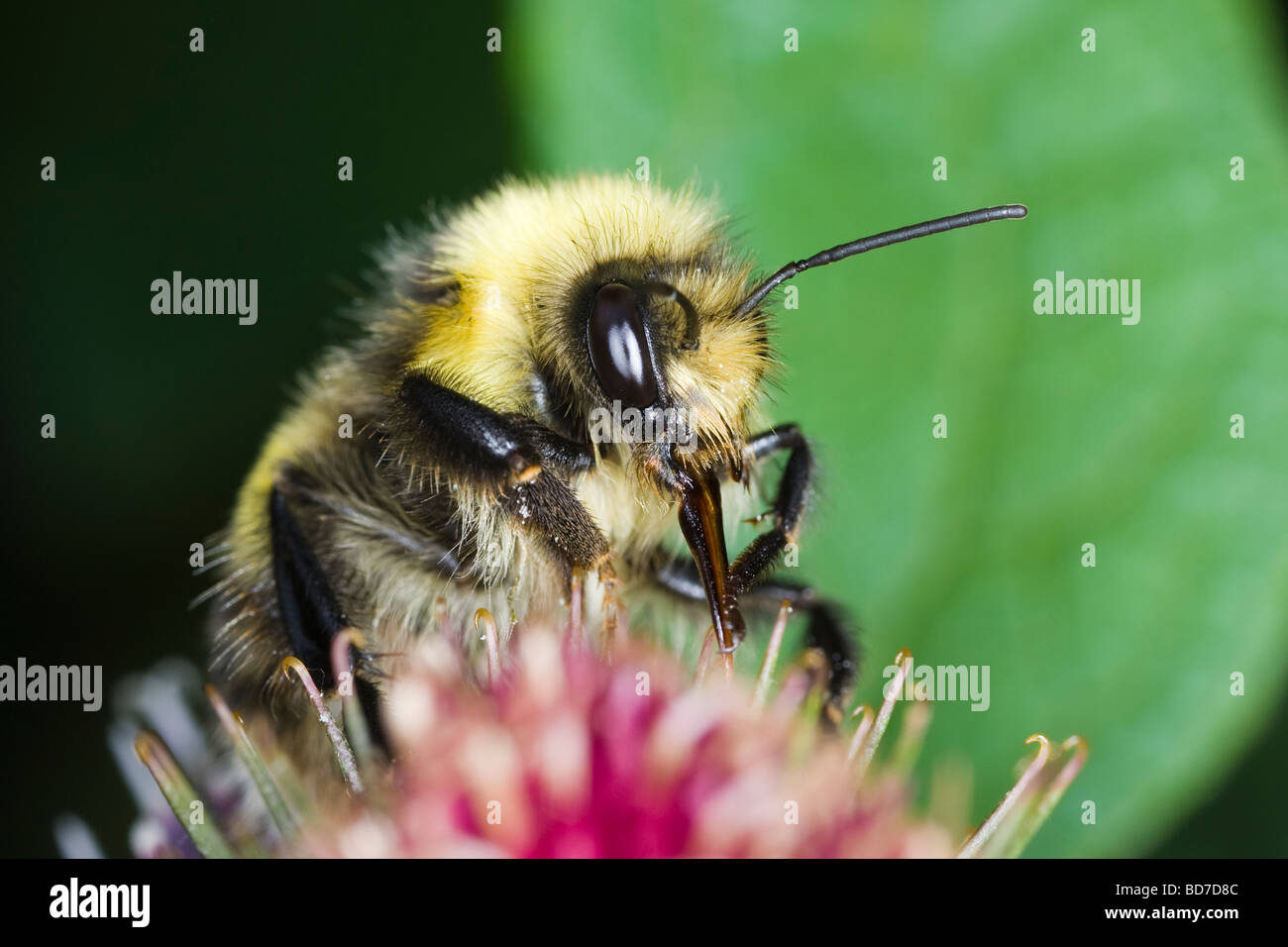 Male Small Heath Bumblebee (Bombus jonellus) feeding on a Burdock flower Stock Photo