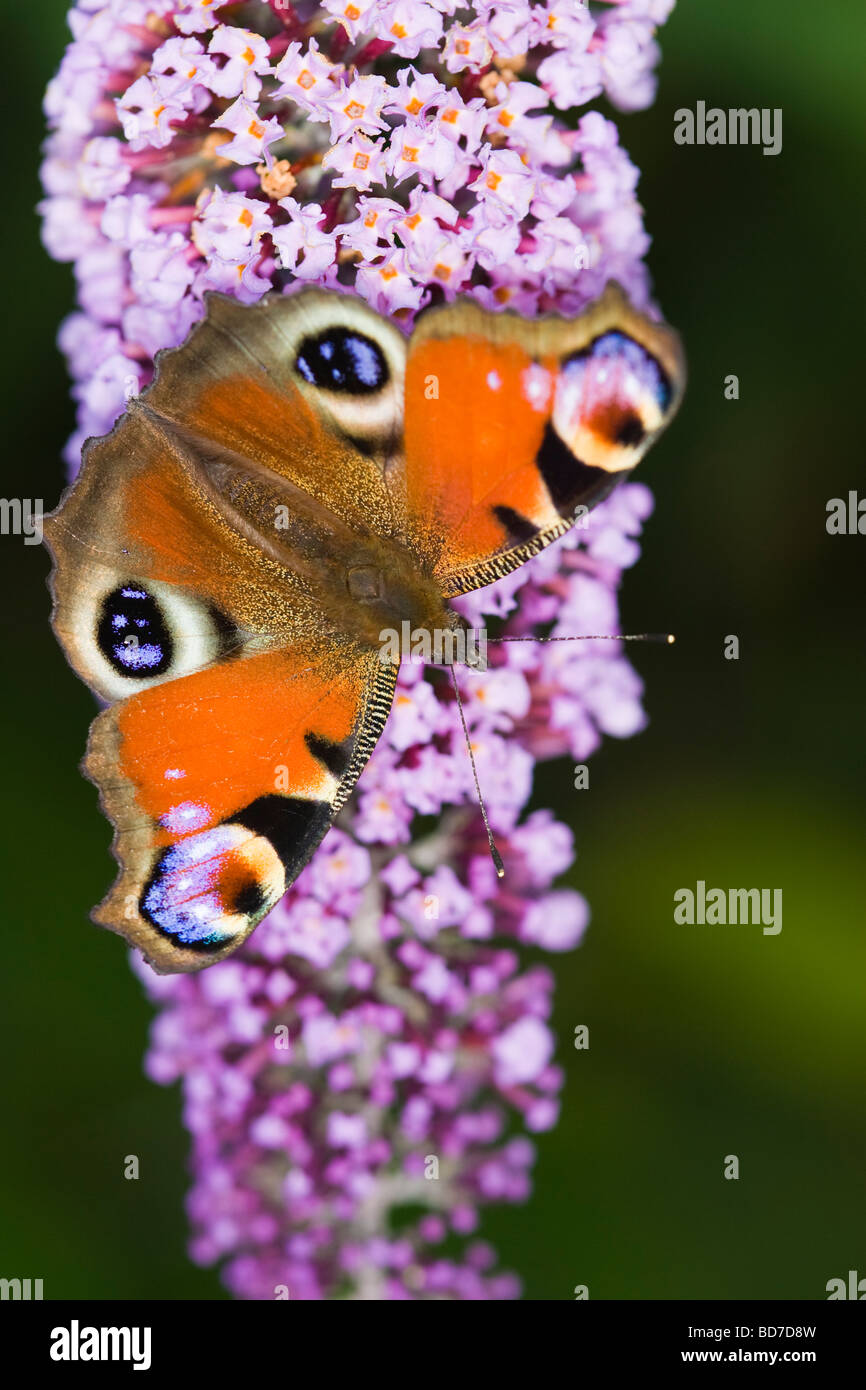 Peacock butterfly (Inachis io) feeding on a Buddleia (Buddleja davidii ...