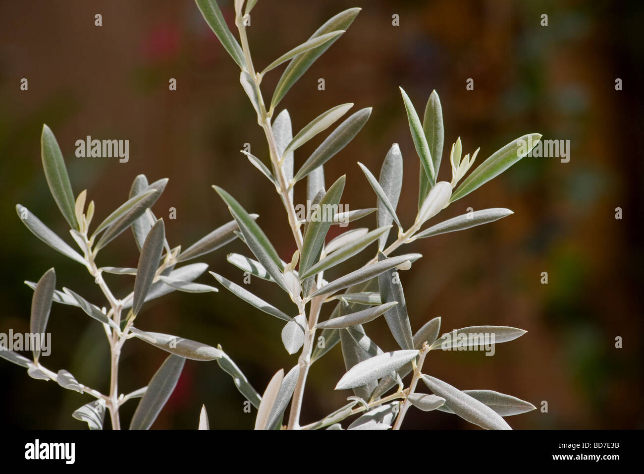 Olive tree garden Cut Out Stock Images & Pictures - Alamy