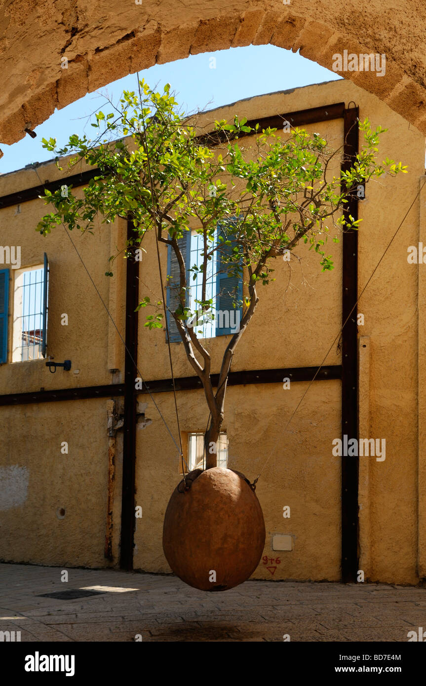 Old jaffa hanging tree High Resolution Stock Photography and Images Alamy