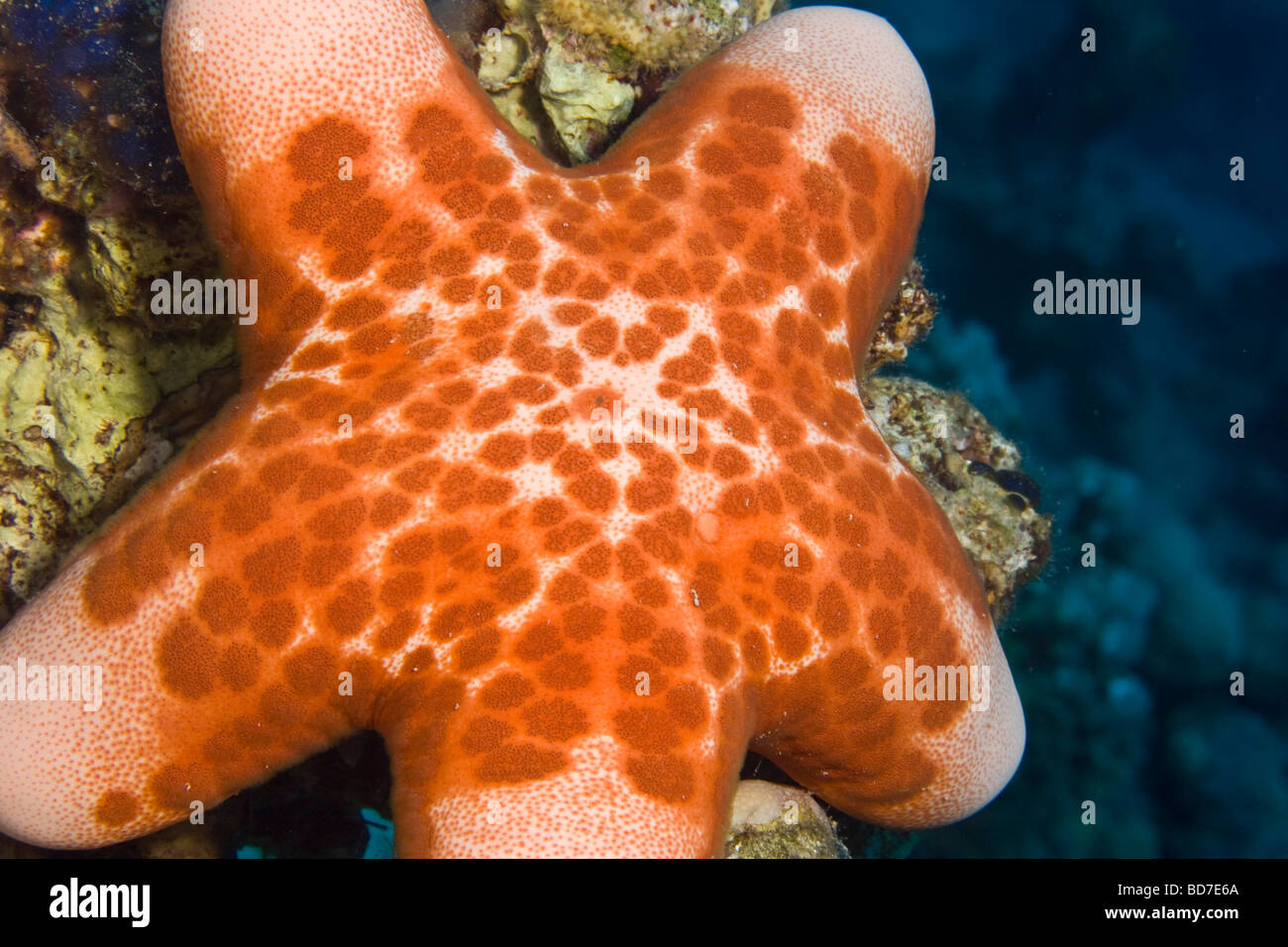Cushion star (Choriaster Granulatus) Stock Photo