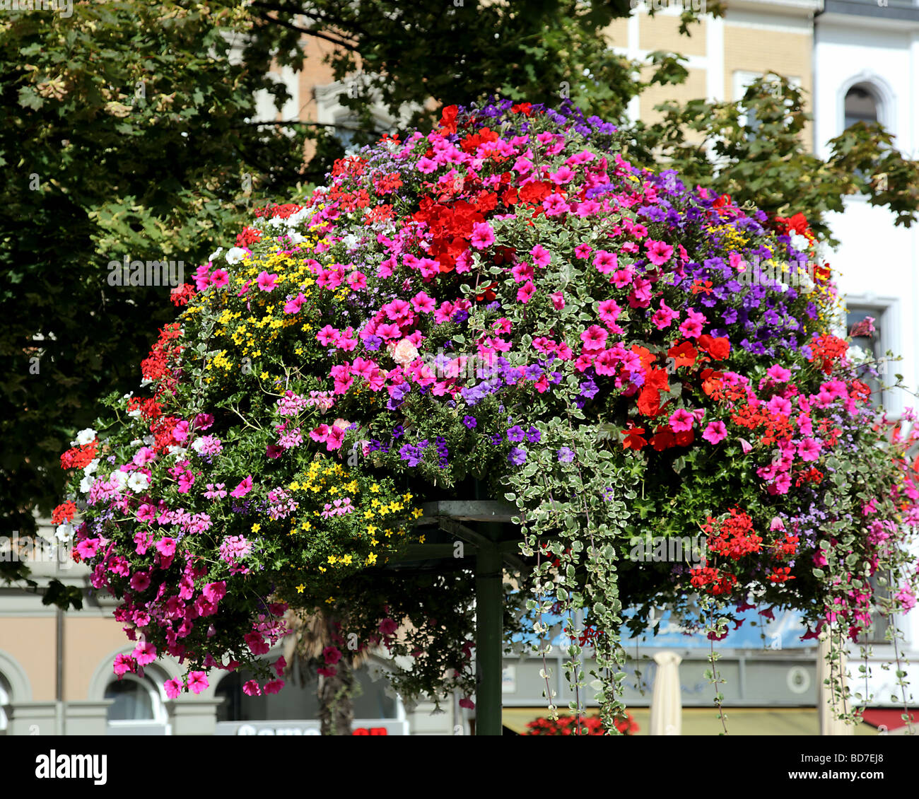A huge colourful basket planted with summer flowers Aachen North Rhine Westphalia Germany Europe Stock Photo
