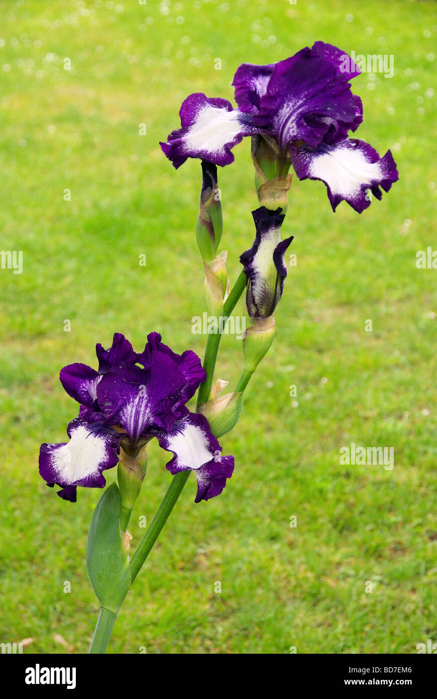 Schwertlilie iris 52 Stock Photo