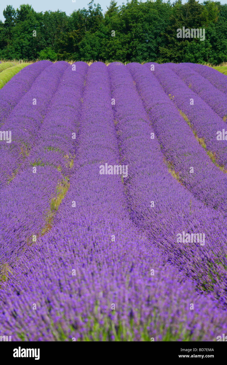 Lavender fields Snowshill Cotswolds Gloucestershire England Stock Photo