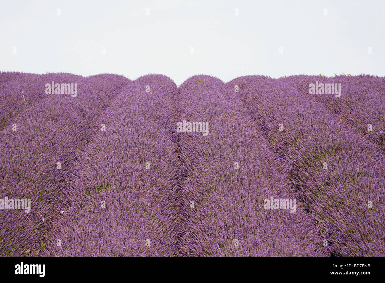 Lavender Fields Snowshill Cotswolds Gloucestershire England Stock Photo