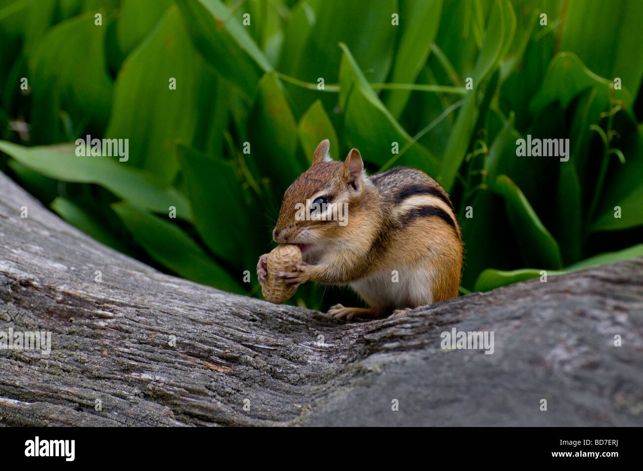 An Eastern Chipmunk with a peanut Stock Photo