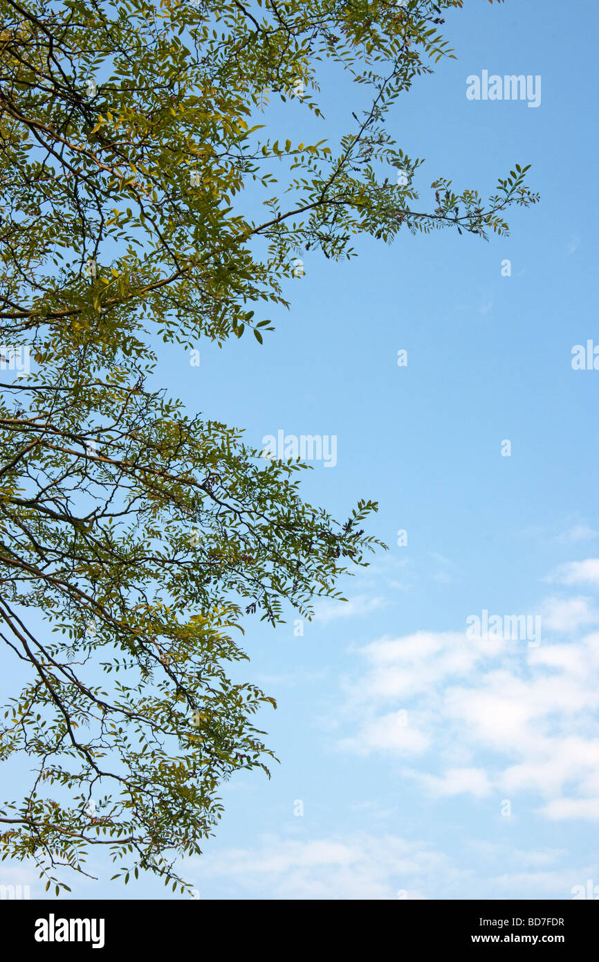 New spring leaves of false acacia tree Robinia against a blue sky and clouds Stock Photo