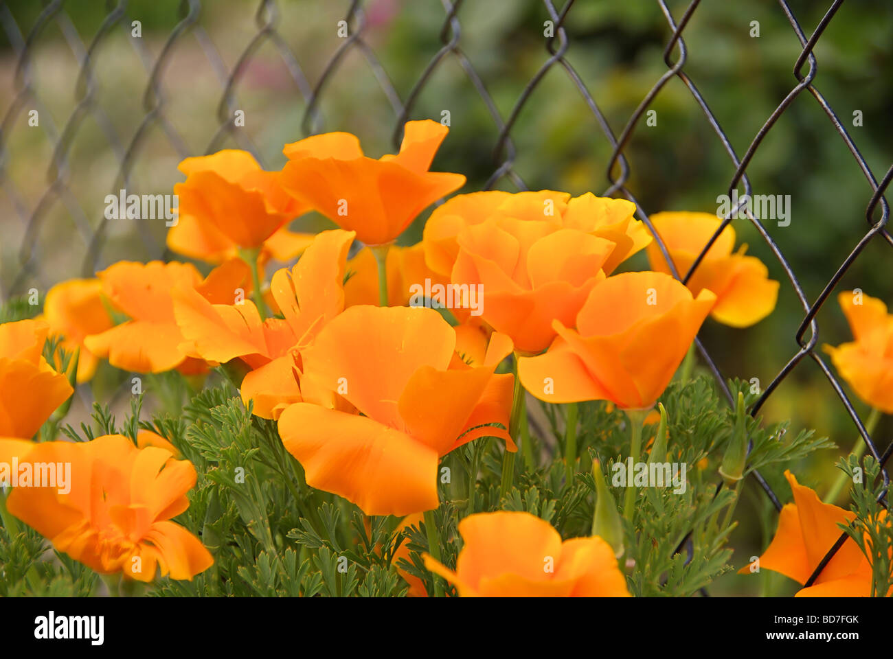 Kalifornischer Mohn California poppy 05 Stock Photo