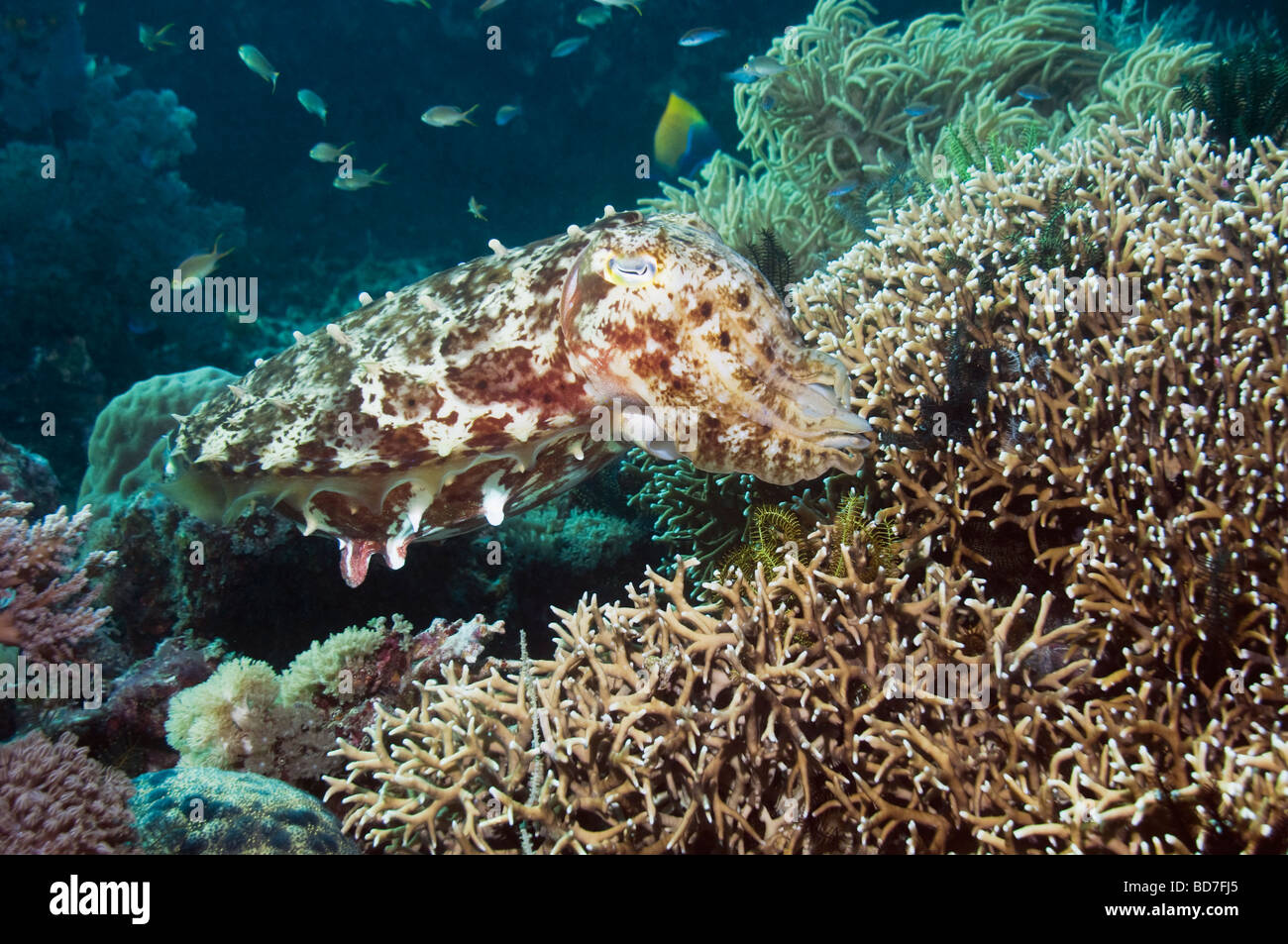 cuttlefish Sepia latimanus female prepairing to lay egg in in