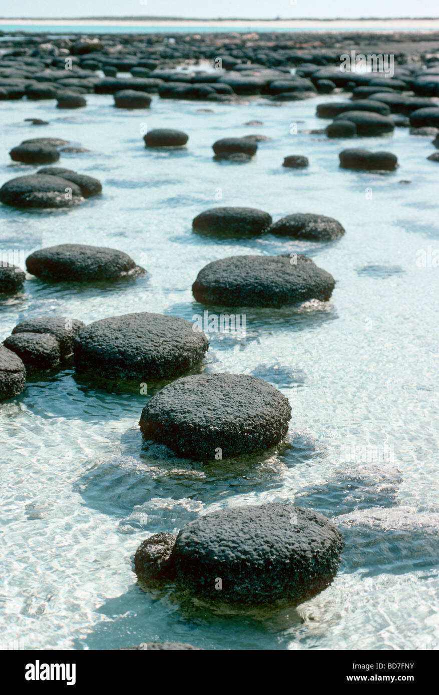 Stromatolites. Hamelin Pool Marine Nature Reserve, Shark Bay, Western