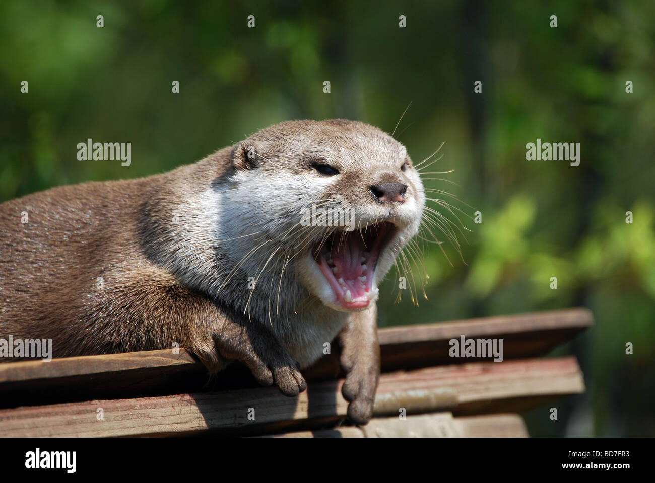 Small-clawed otter yawning Stock Photo