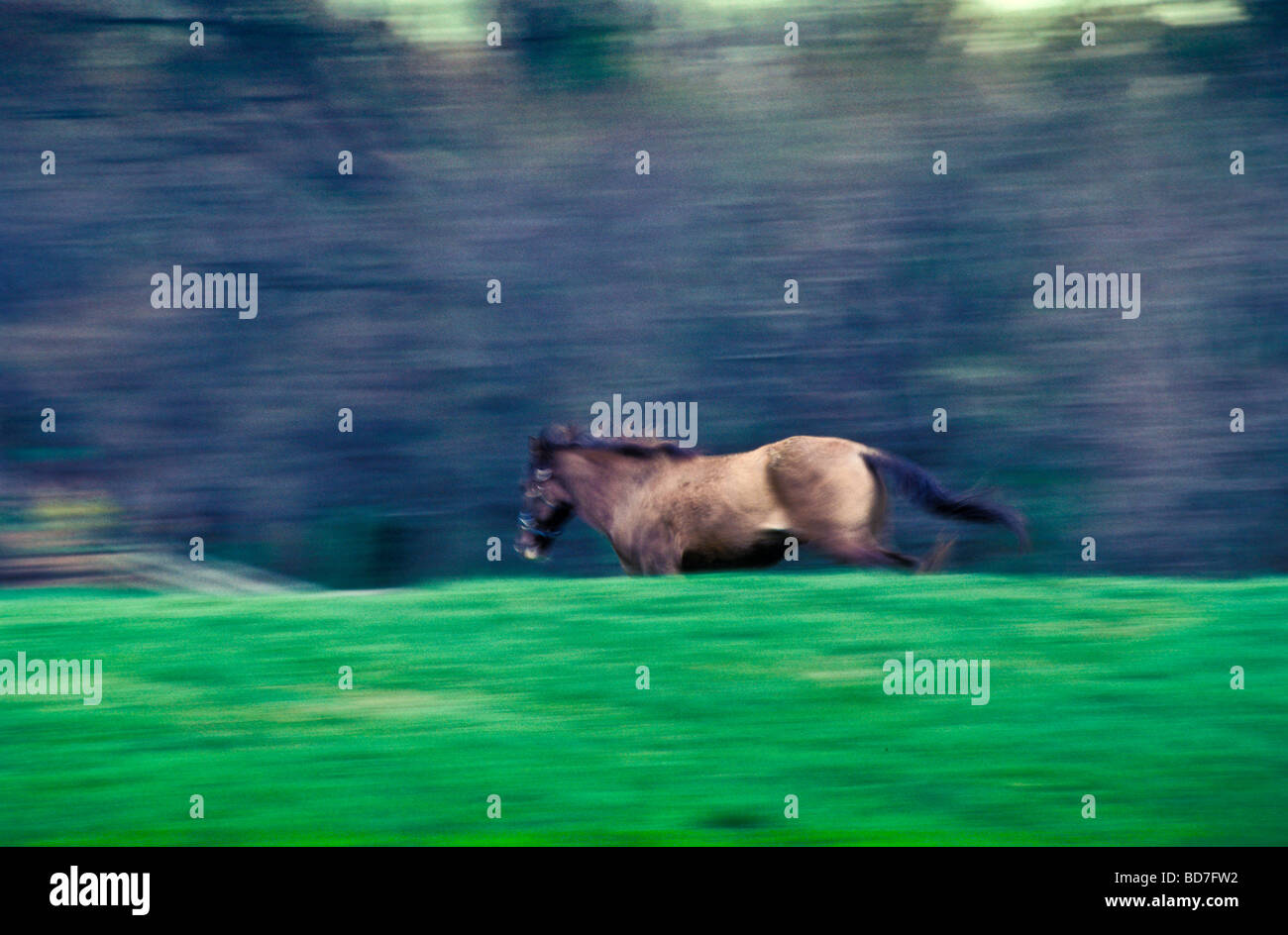 Horse runs across pasture Stock Photo Alamy