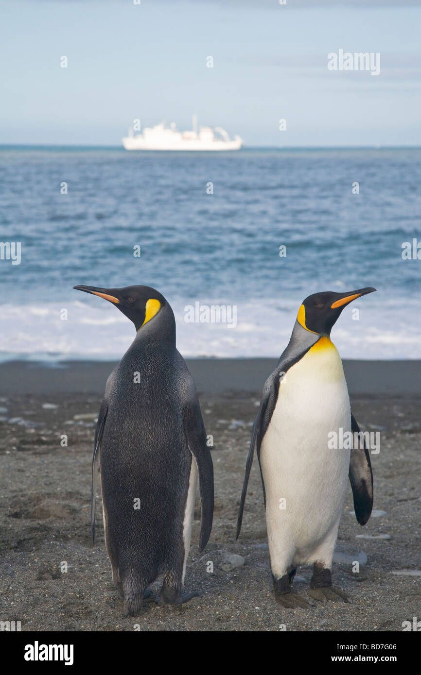 King Penguins Aptenodytes patagonicus and cruise ship St Andrews Bay South Georgia Antarctica Stock Photo