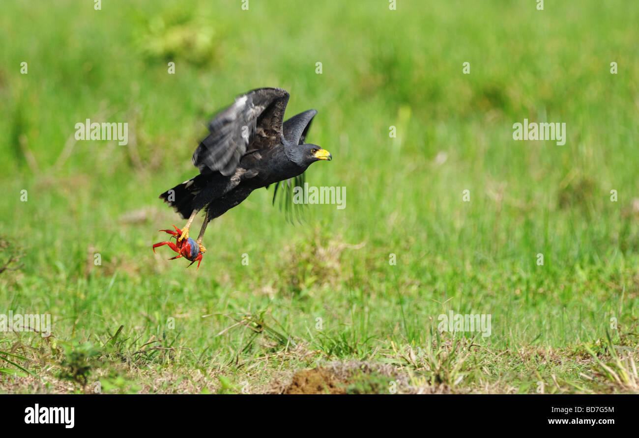 A mangrove black hawk (Buteogallus anthracinus subtilis) flies away, preparing to enjoy a typical meal of fresh crab. Stock Photo