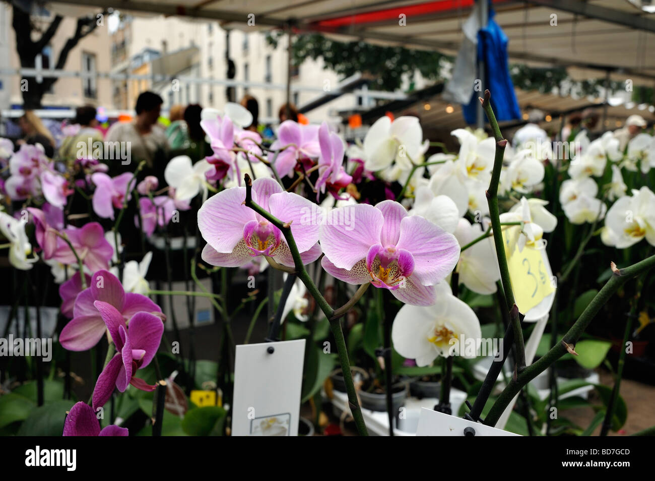Paris France, Shopping in Outside Public "Flower Market" Stall, Display, Orchids "Potted Plants" Stock Photo