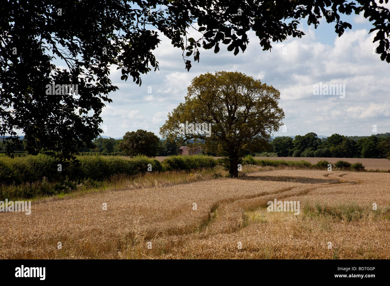 Tracks through a crop field near Stanton upon Hine Heath, Shropshire Stock Photo