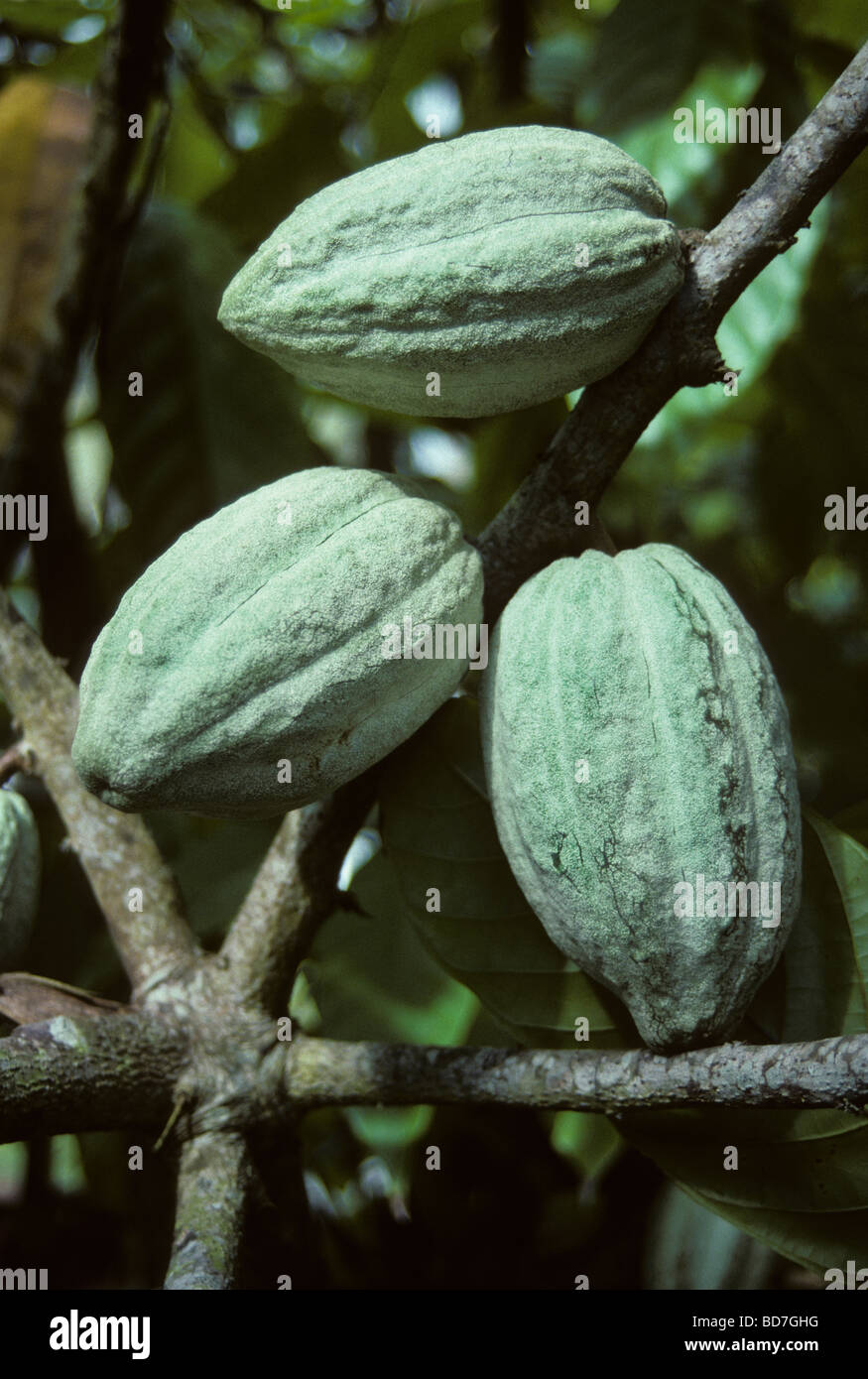 Cacao pods on tree trunk.  Ivory Coast, Cote d'Ivoire. Stock Photo