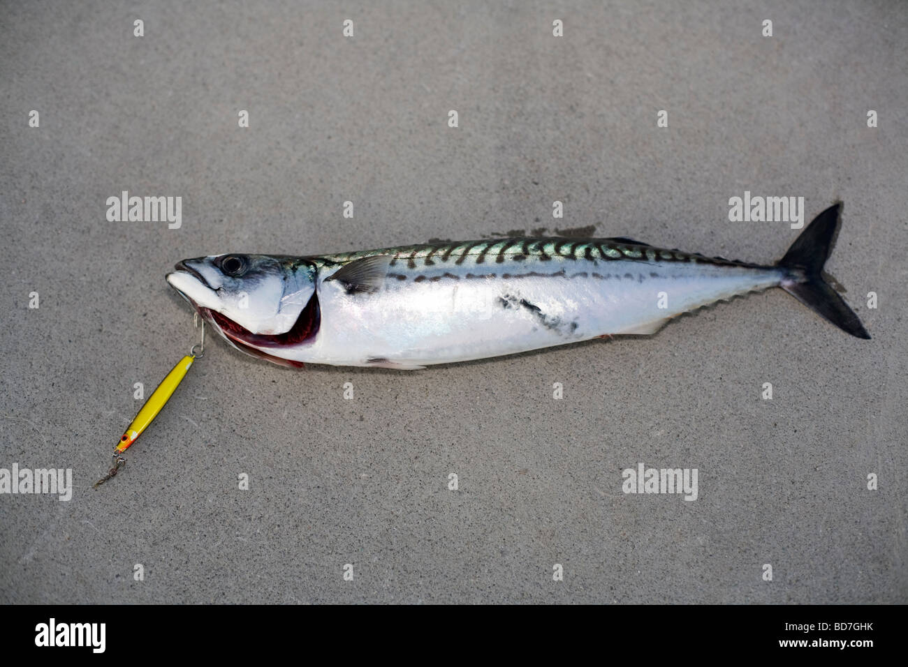 Atlantic mackerel (Scomber scombrus) on ground with hook still attached Stock Photo