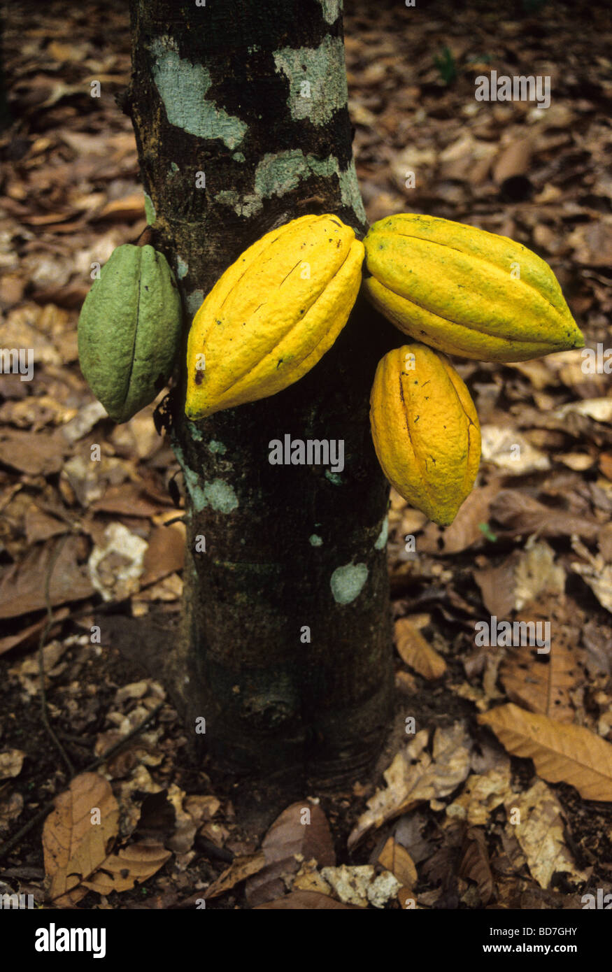 Cacao pods on tree trunk.  Ivory Coast, Cote d'Ivoire. Stock Photo
