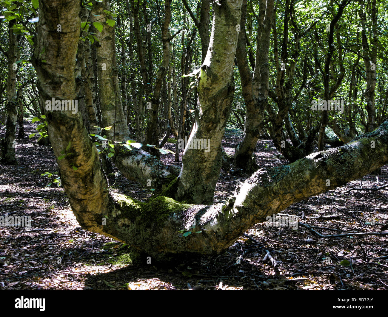 Alder trees hi-res stock photography and images - Alamy