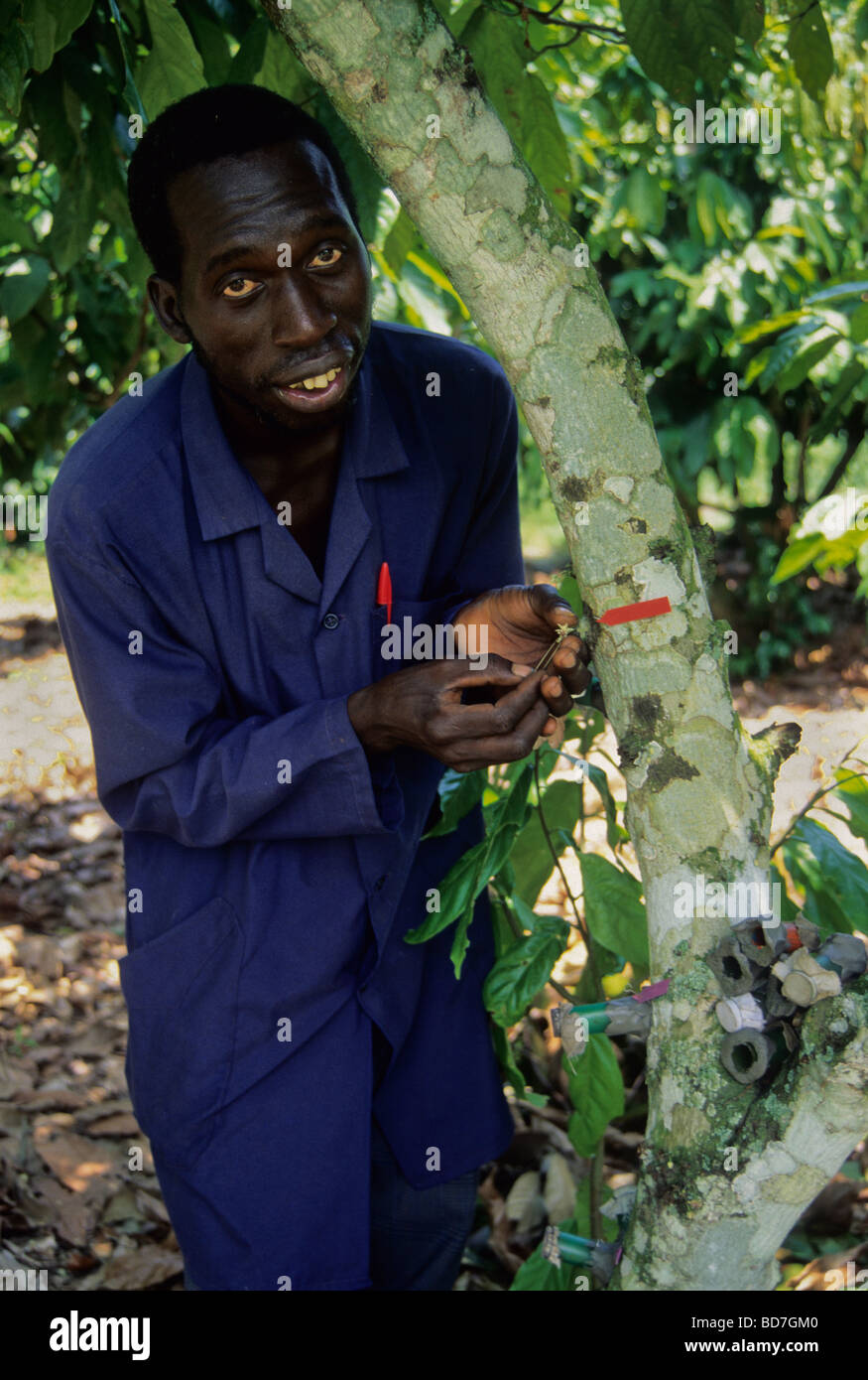 Pollinating Cacao Trees at Research Center to improve yield and disease