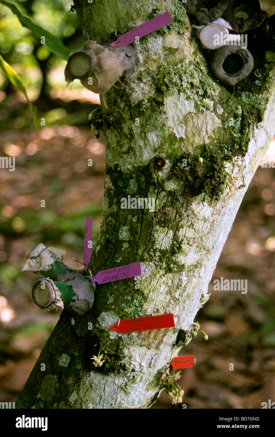 Tags identify pollinated cacao buds at research station. Ivory Coast, Cote d'Ivoire. Stock Photo