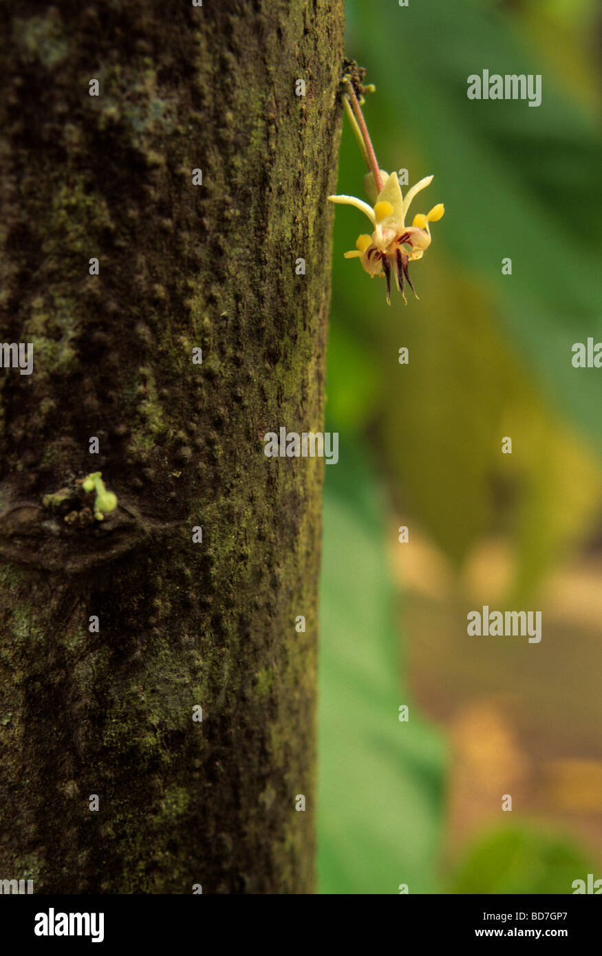 Cacao buds sprouting from trunk.  Ivory Coast, Cote d'Ivoire. Stock Photo