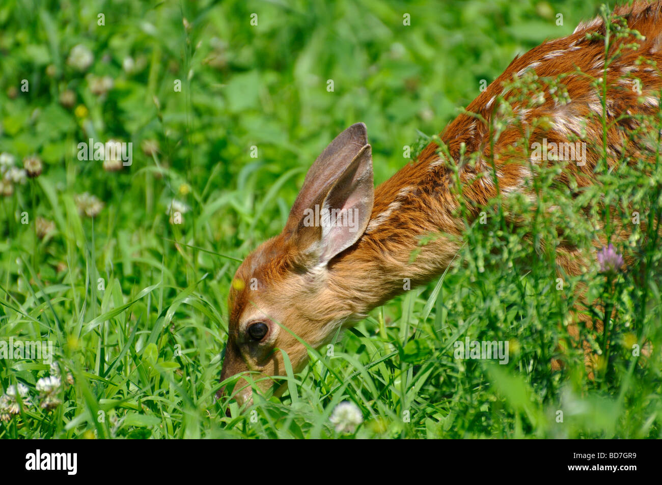 Curated visual reference: Picture Idea: Fawn Eating Grass Stock Photo