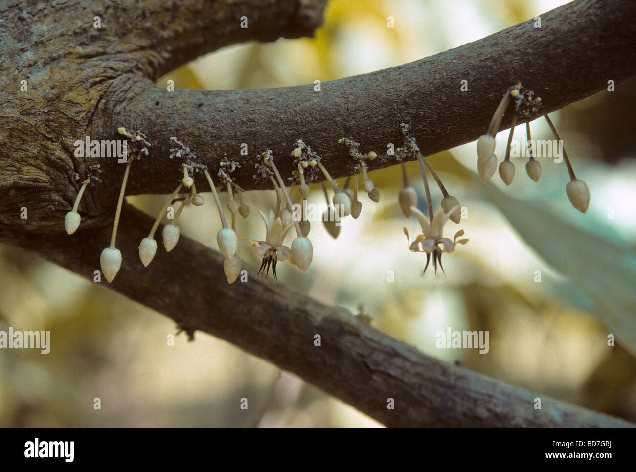 Cacao buds sprouting from trunk.  Ivory Coast, Cote d'Ivoire. Stock Photo