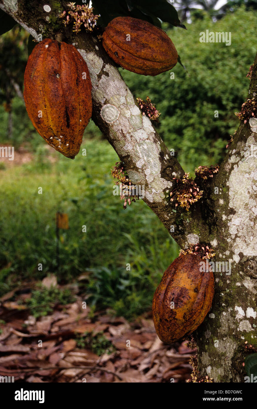 Cacao pods on tree trunk, buds sprouting.  Ivory Coast, Cote d'Ivoire. Stock Photo