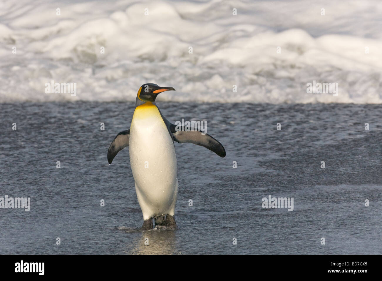 King Penguin Aptenodytes patagonicus leaving the surf St Andrews Bay South Georgia Antarctica Stock Photo