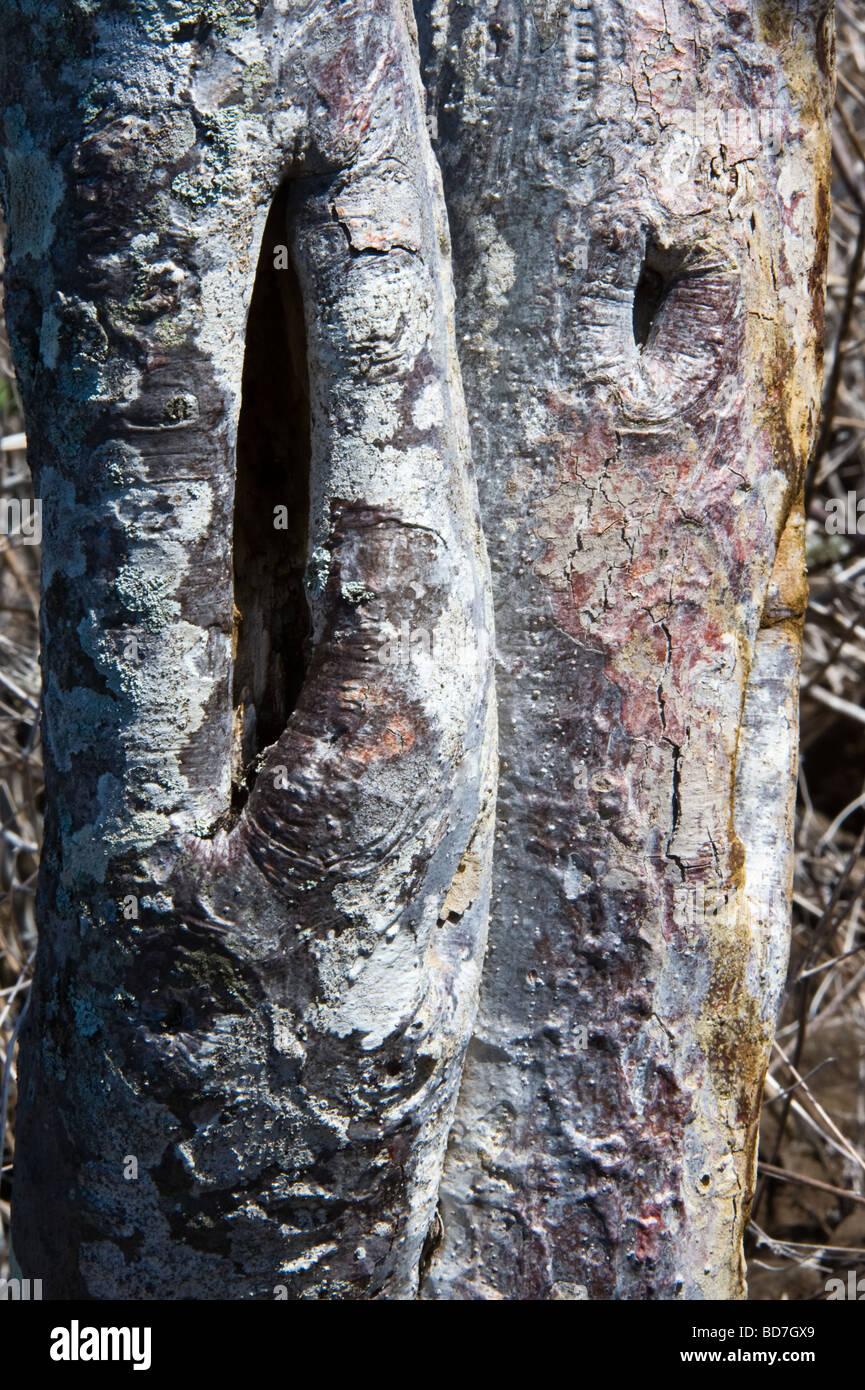 Tree trunks with bark covered in lichen Barrington Bay Santa Fe Island Galapagos Pacific Ocean South America May Stock Photo