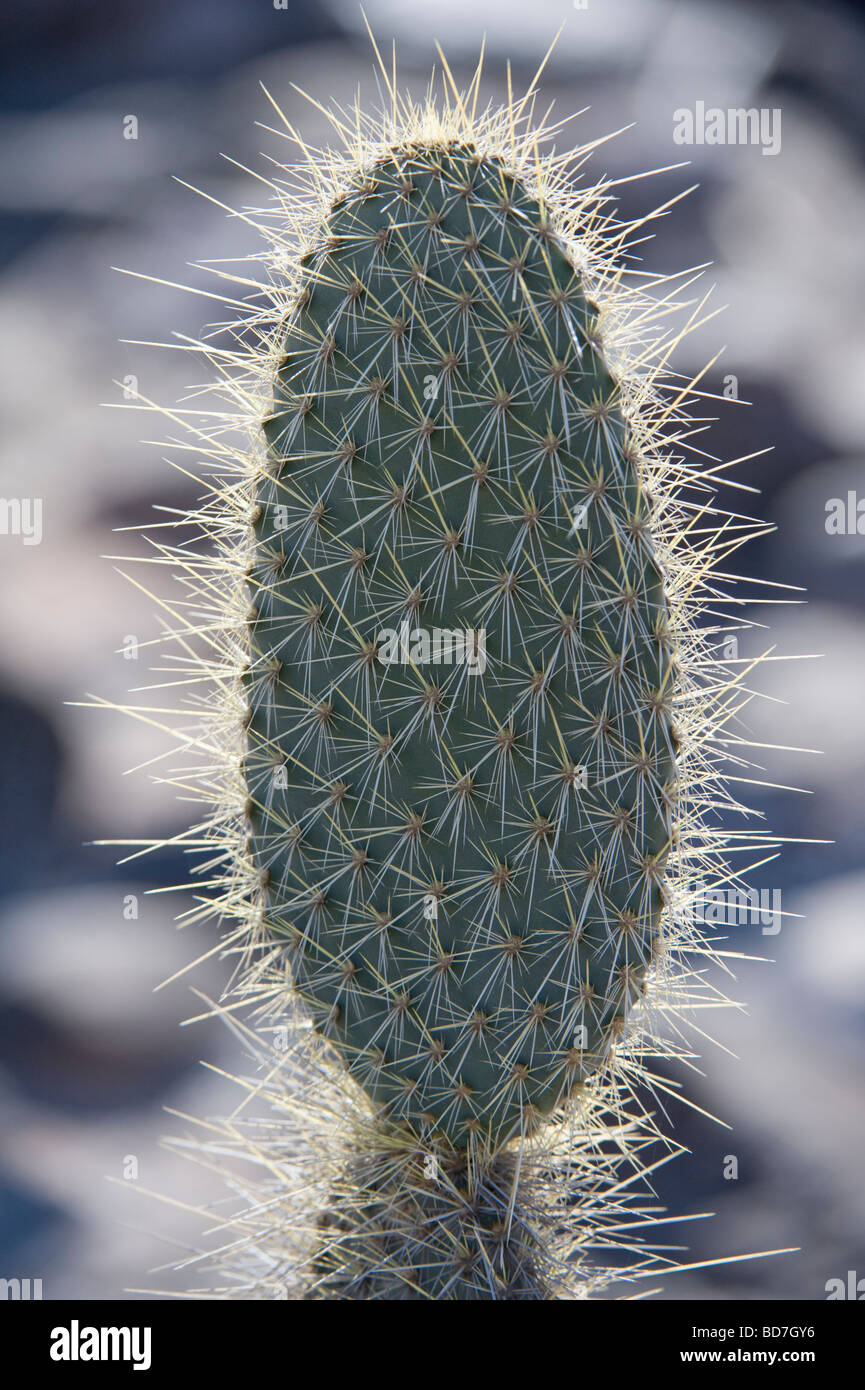 Cactus Prickly Pear (Opuntia echios var.barringtonensis) young plant Barrington Bay Santa Fe Island Galapagos Stock Photo