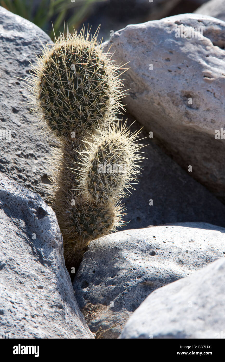 Cactus Prickly Pear (Opuntia echios var.barringtonensis) young plants emerging between rocks Santa Fe Island Galapagos Stock Photo