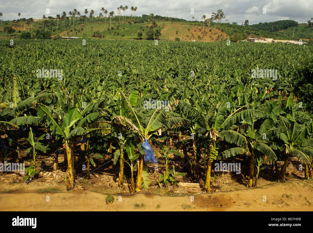 Banana Plantation Near Abidjan, Ivory Coast ,Cote d'Ivoire Stock Photo