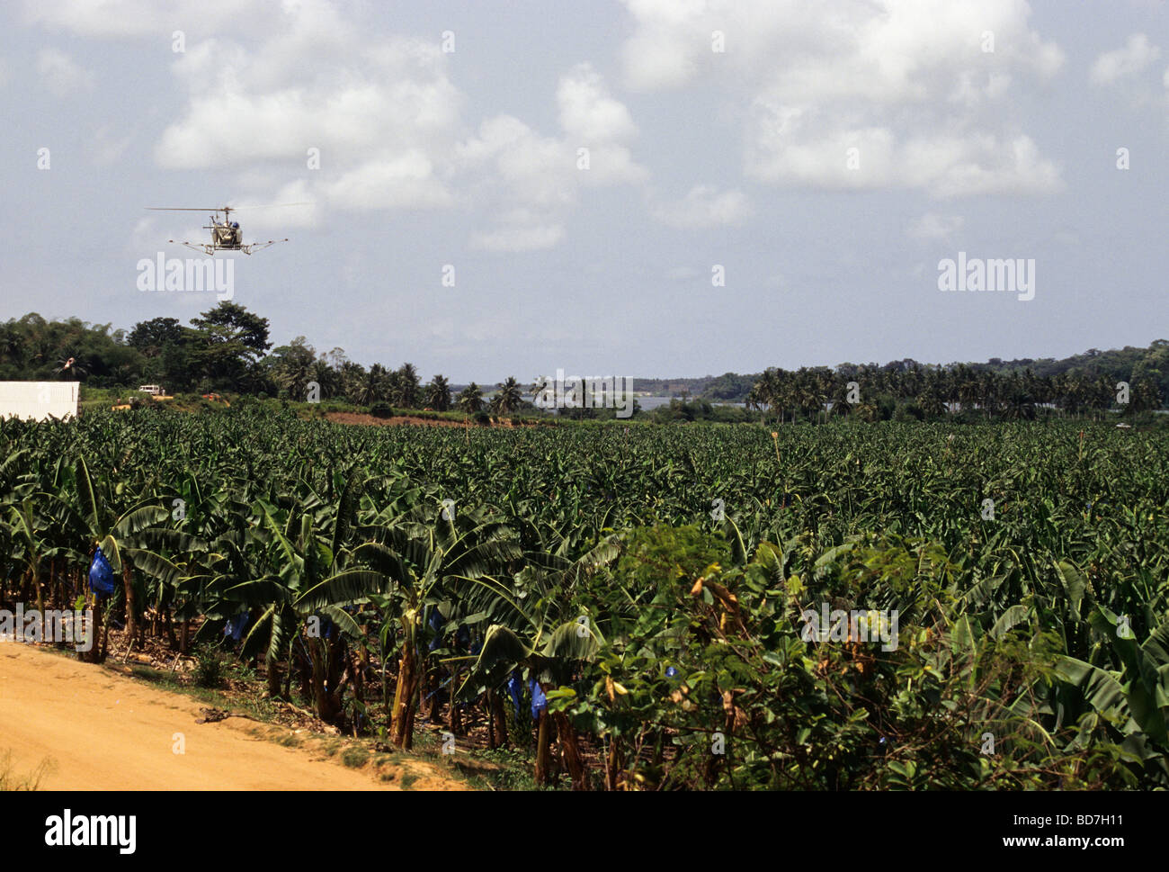 Helicopter over Banana Plantation Near Abidjan, Ivory Coast, Cote d'Ivoire. Stock Photo