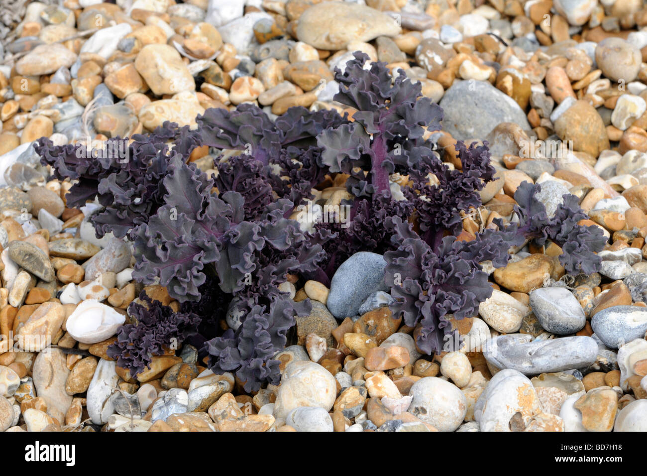Sea Kale (Crambe maritima) on a pebble beach. New sprouts are growing from an old tap root extending deep into the shingle. Stock Photo
