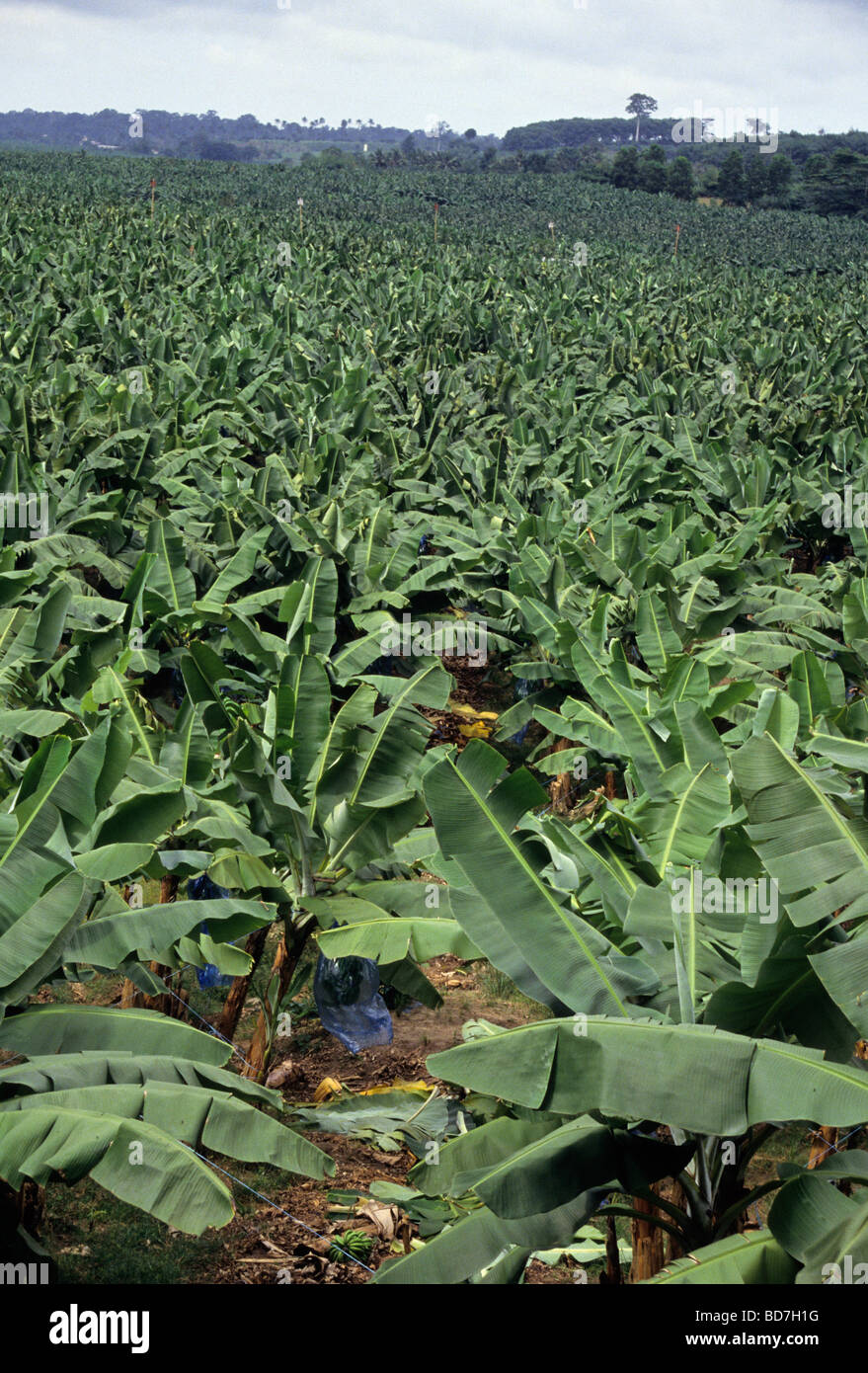 Banana Plantation Near Abidjan, Ivory Coast ,Cote d'Ivoire Stock Photo